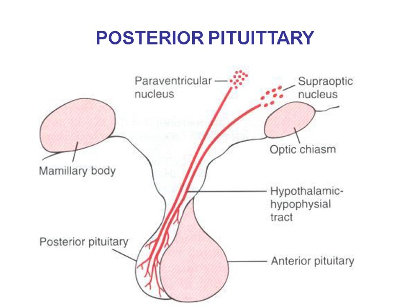 POSTERIOR PITUITTARY